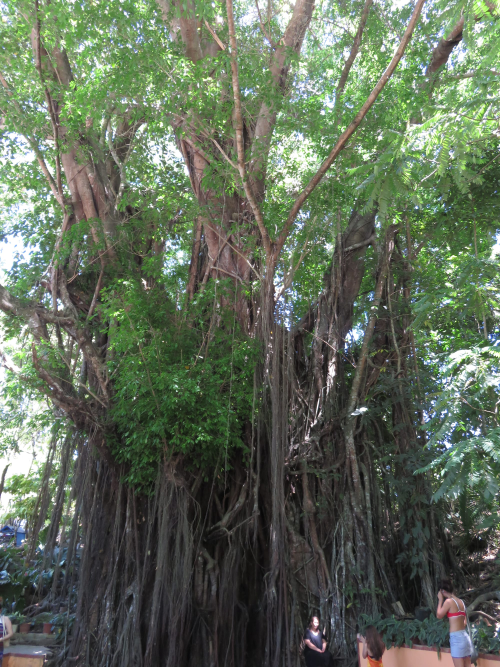 the 400 year old tree said to be home to supernatural spirits