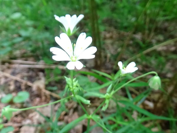 silene capensis and its roots